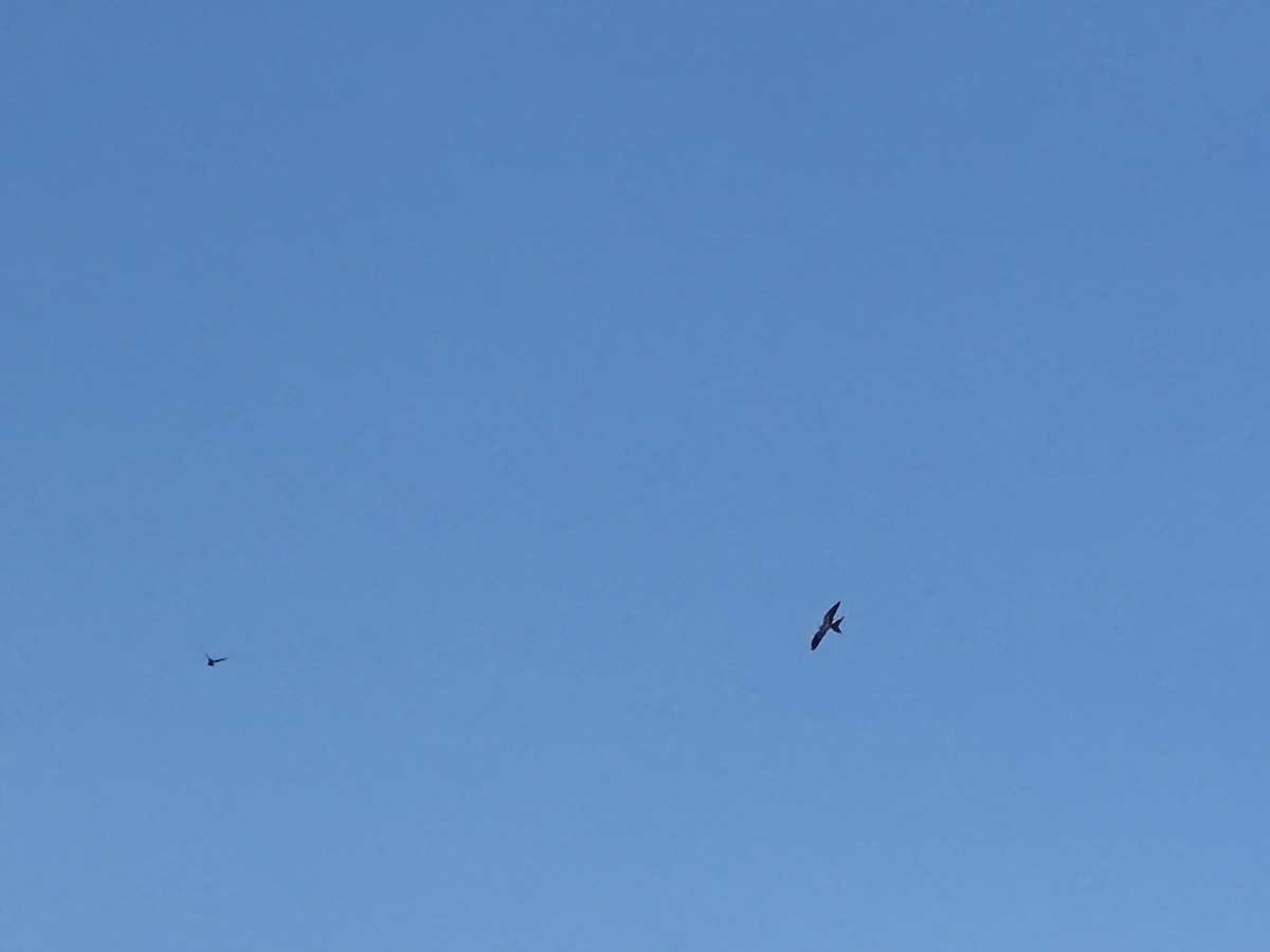 Swallow-tailed Kite - ML609014110