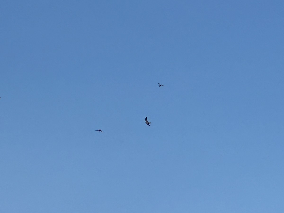 Swallow-tailed Kite - ML609014111