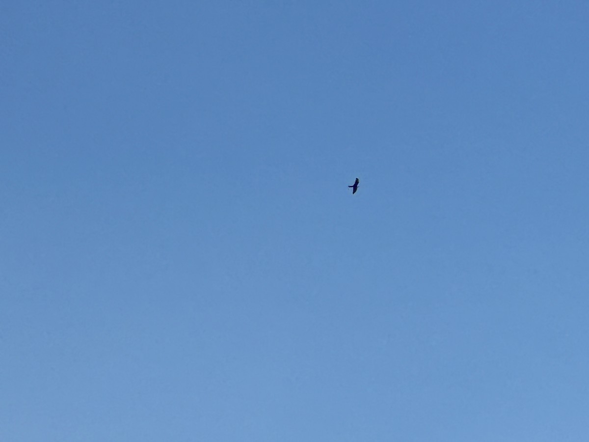 Swallow-tailed Kite - ML609014112