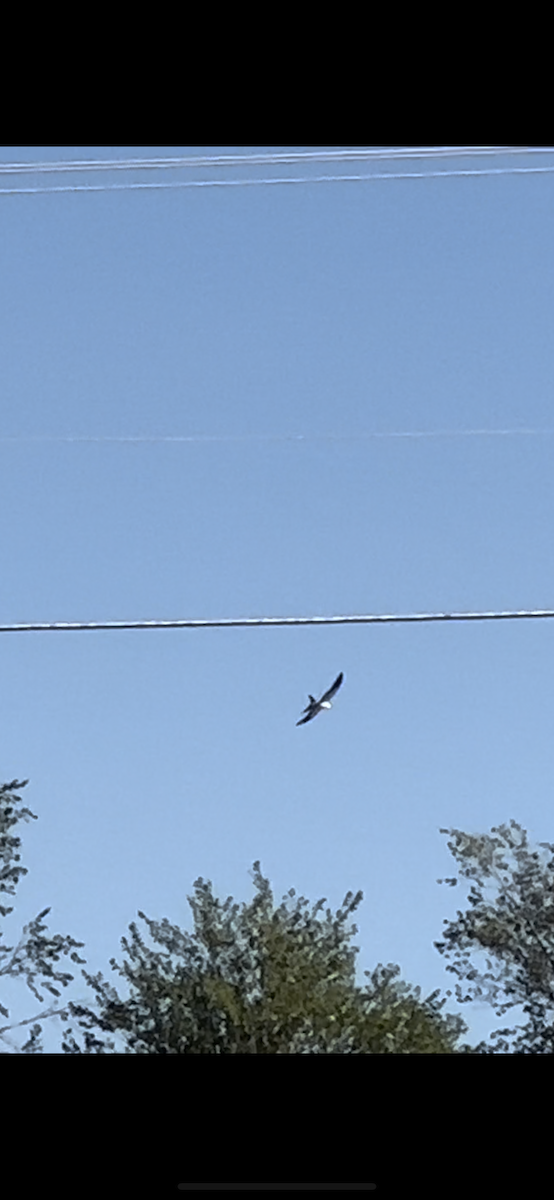 Swallow-tailed Kite - Tucker Davidson