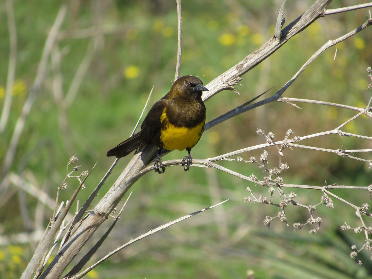 Brown-and-yellow Marshbird - ML609014262
