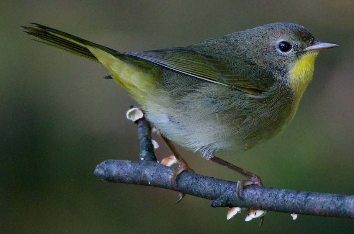 Common Yellowthroat - ML609014656