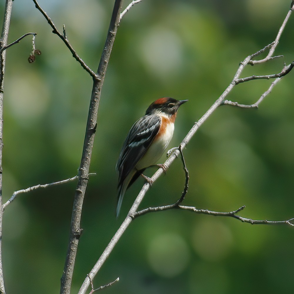 Bay-breasted Warbler - ML609014724