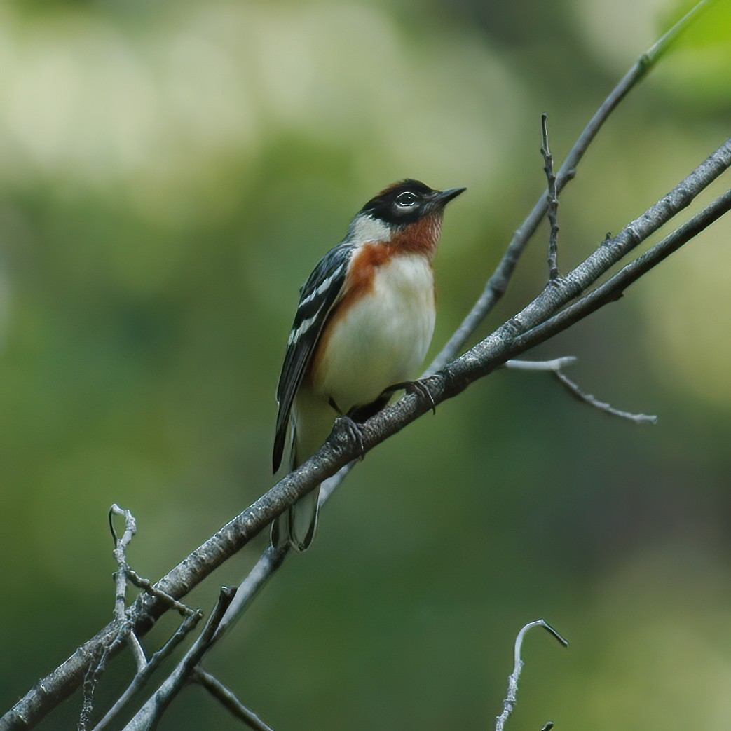 Bay-breasted Warbler - ML609014725