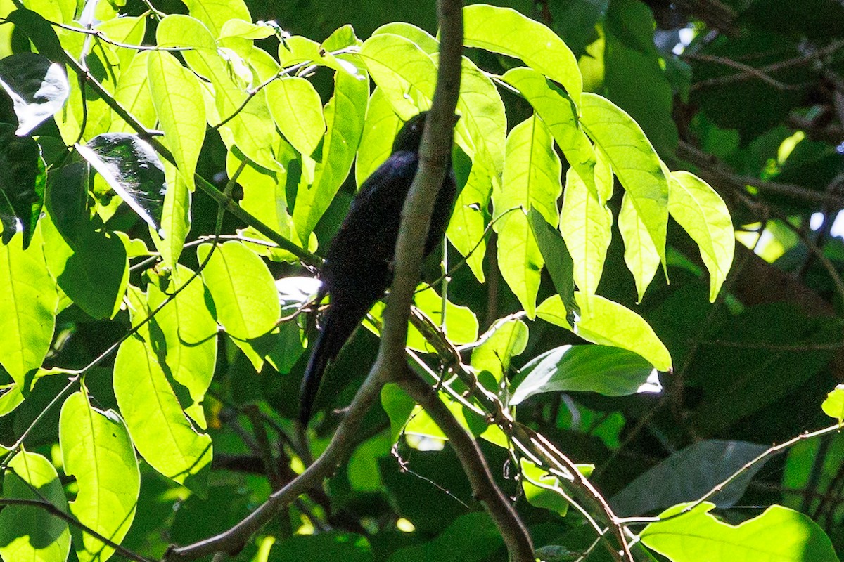 Western Square-tailed Drongo - ML609014756