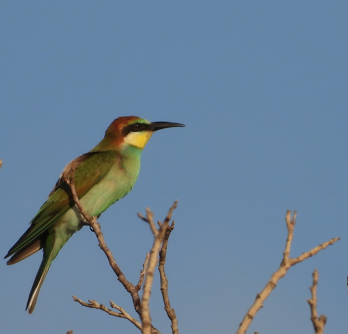 European Bee-eater - ML609015216