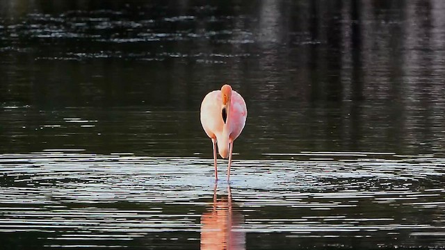 Amerika Flamingosu - ML609015283