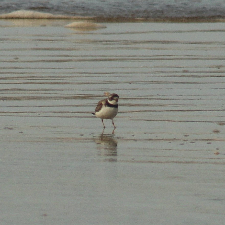 Semipalmated Plover - ML609015580