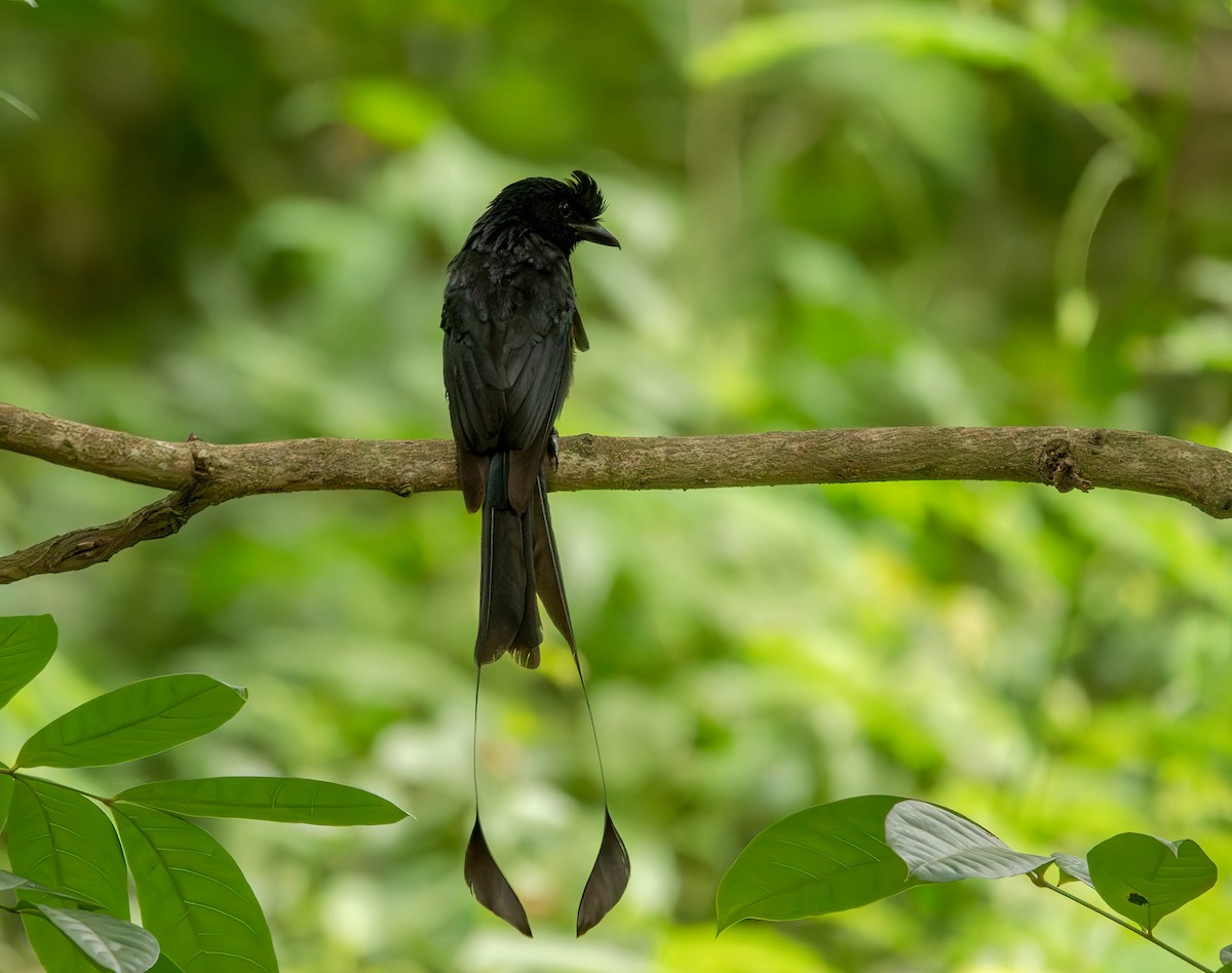 Greater Racket-tailed Drongo - ML609015864