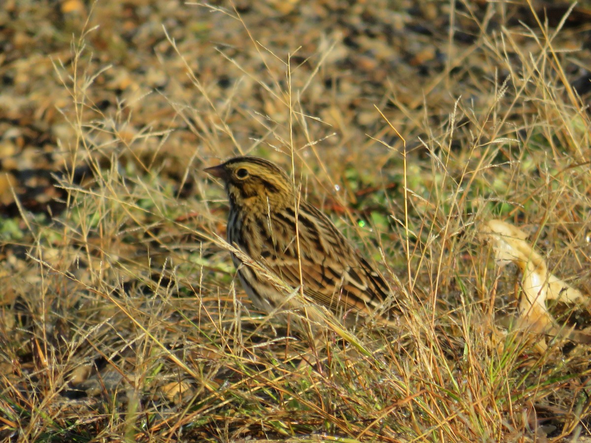 Chingolo Sabanero - ML609016315