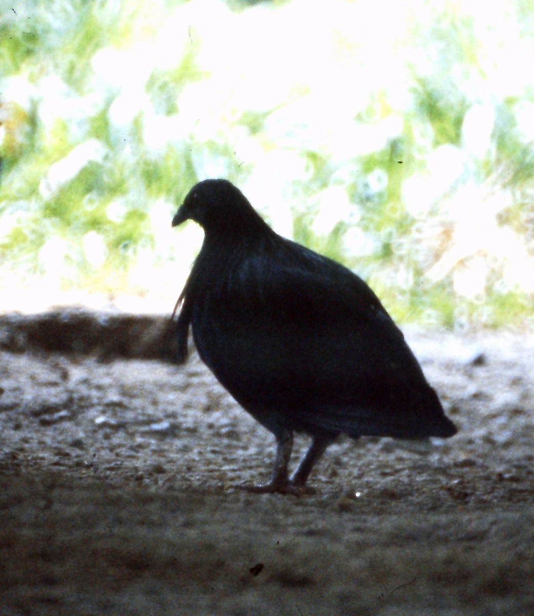 Nicobar Pigeon - ML609016712