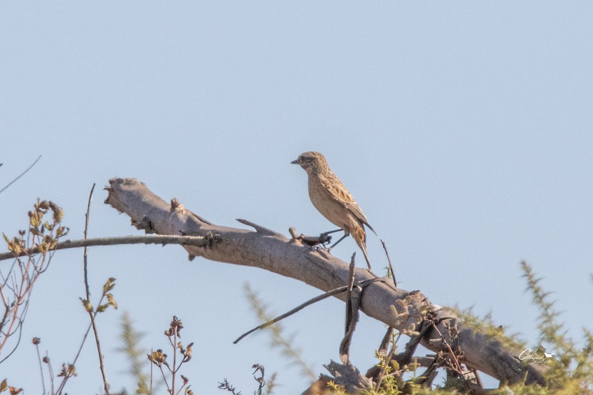 Whinchat - ML609016735