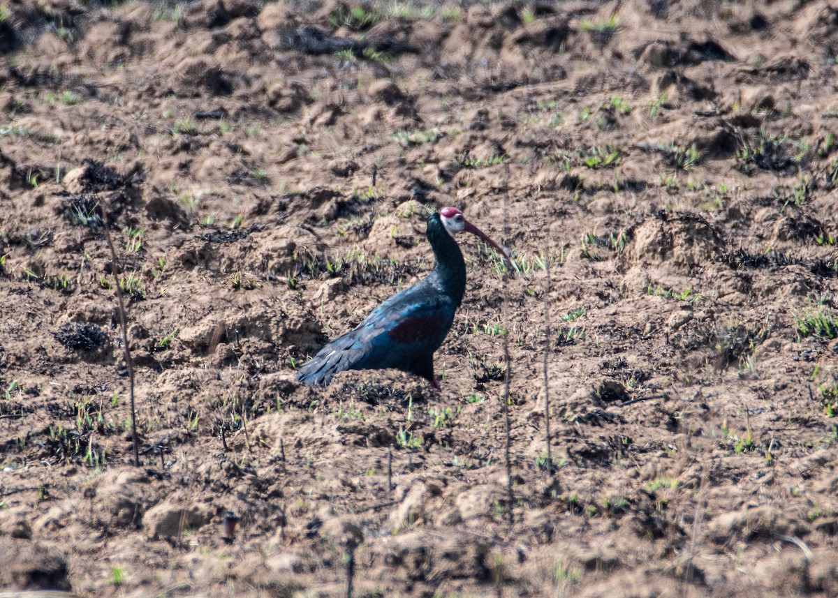 ibis jihoafrický - ML609016778