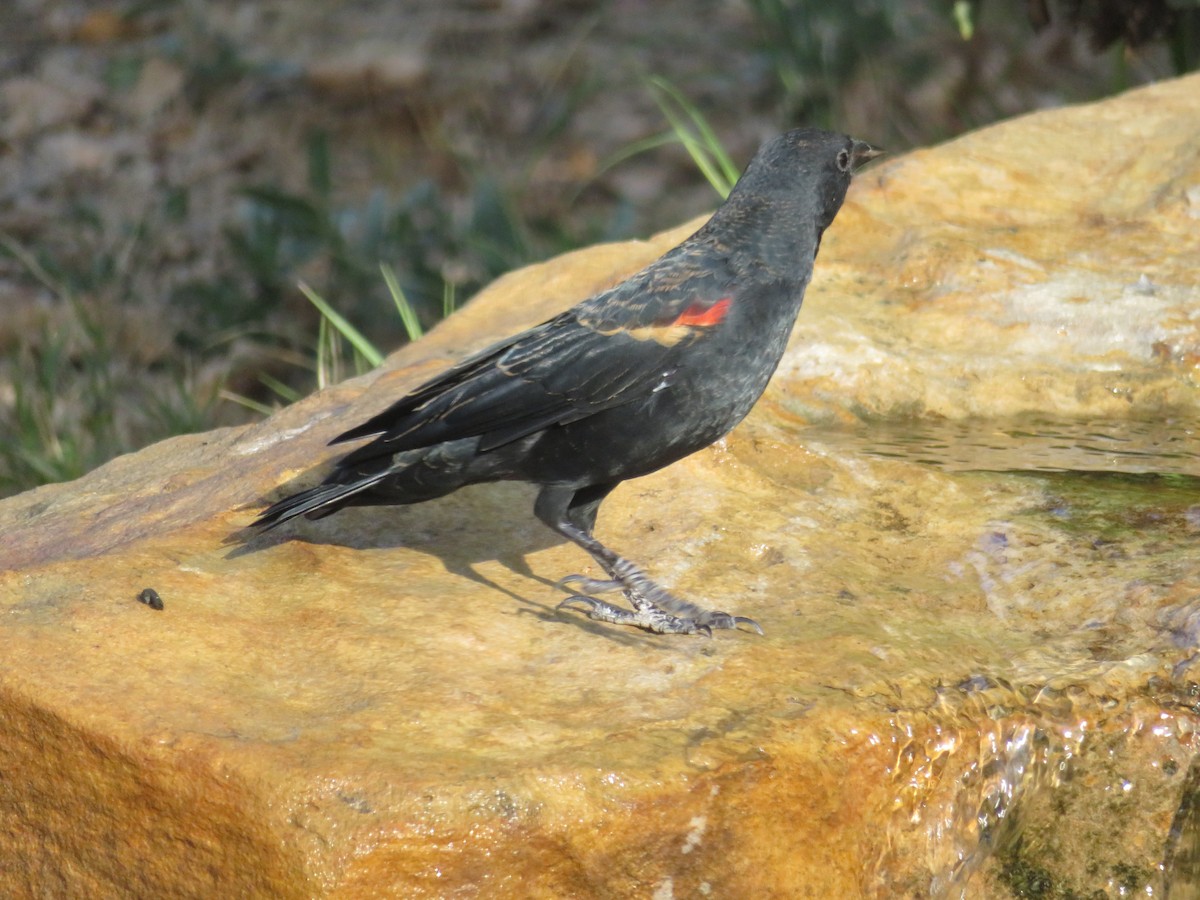 Red-winged Blackbird - ML609016795