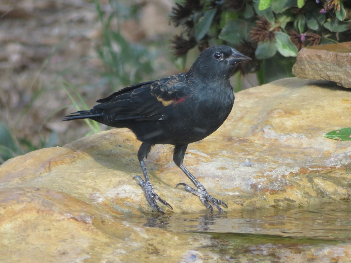 Red-winged Blackbird - ML609016818