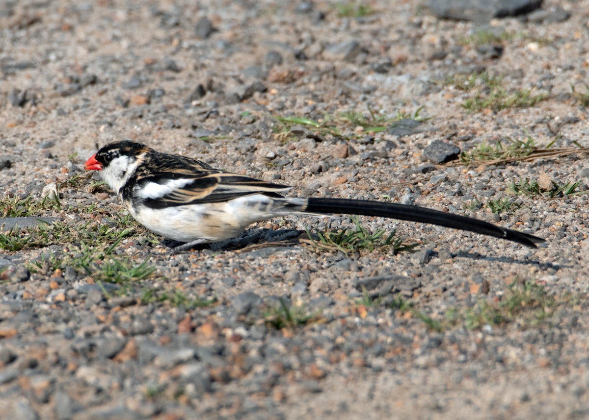 Pin-tailed Whydah - ML609016892