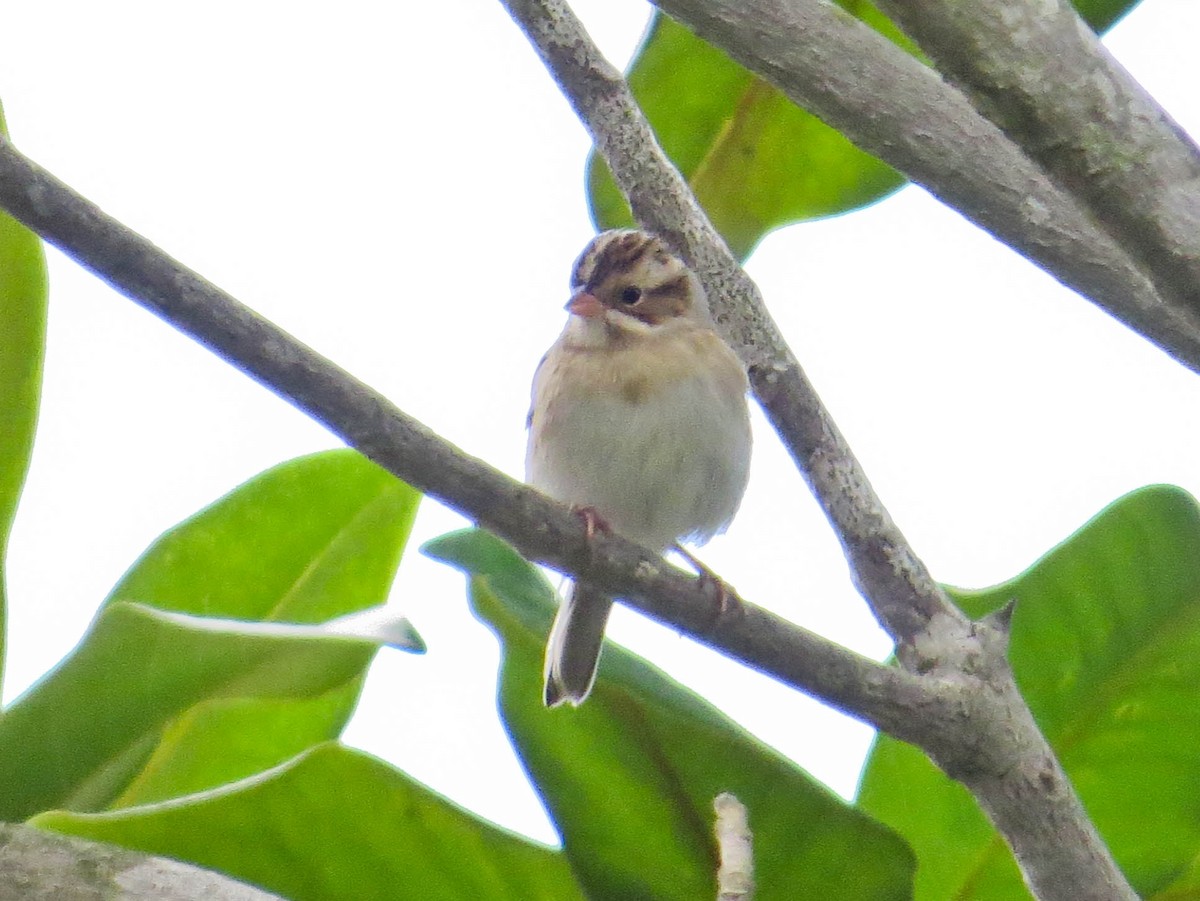 Clay-colored Sparrow - ML609016954