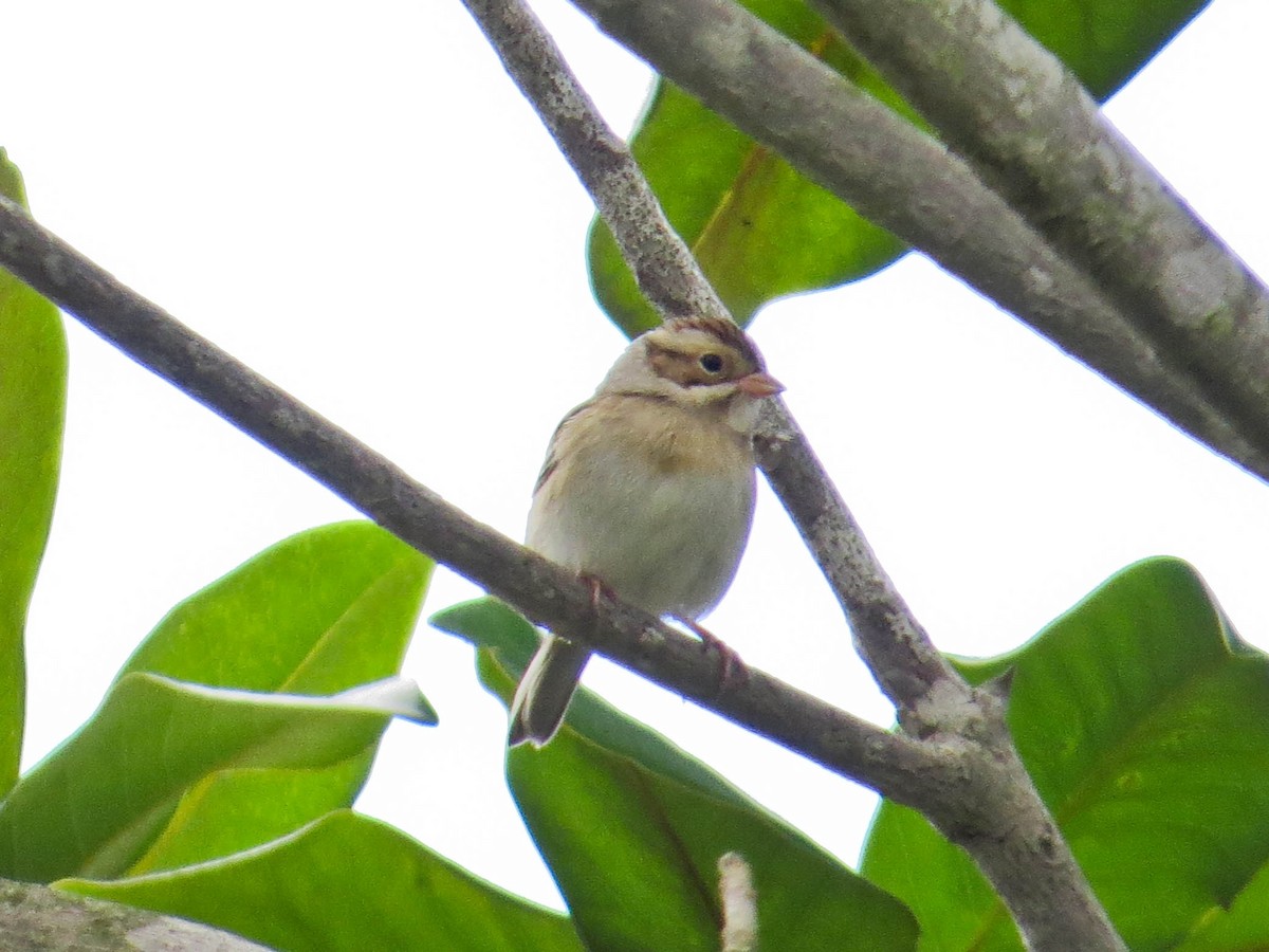 Clay-colored Sparrow - ML609016955