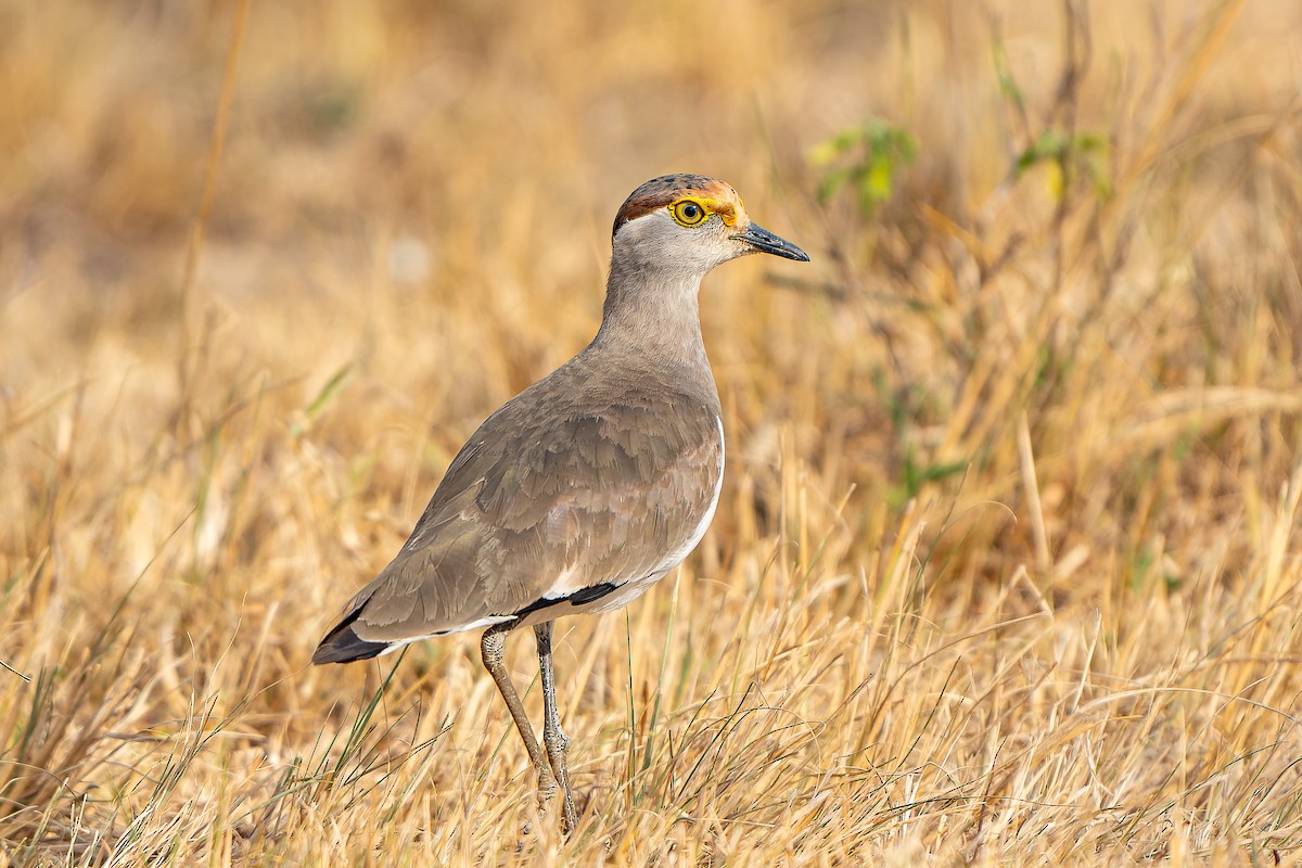 Brown-chested Lapwing - ML609017150