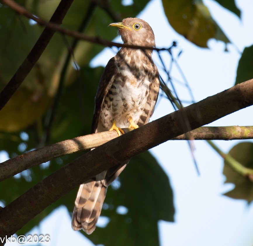Common Hawk-Cuckoo - ML609017271
