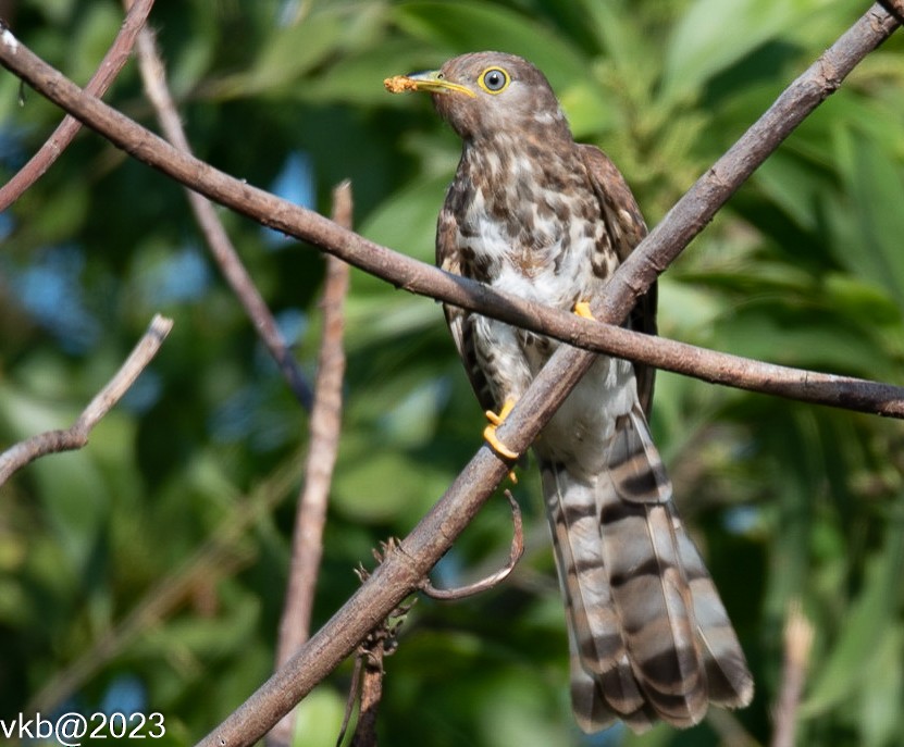 Common Hawk-Cuckoo - ML609017272