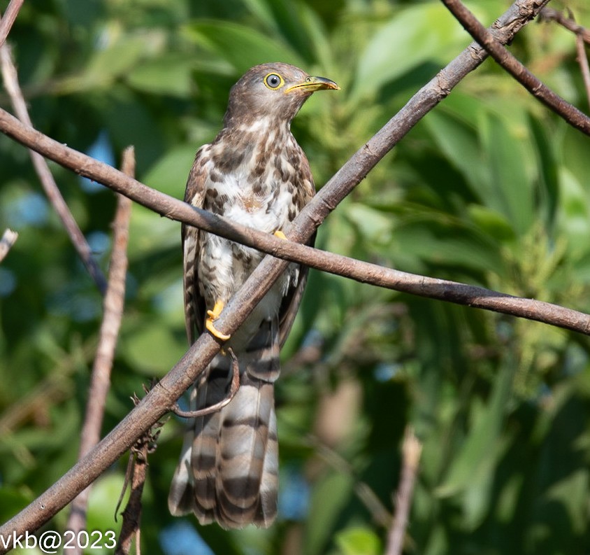 Common Hawk-Cuckoo - ML609017273