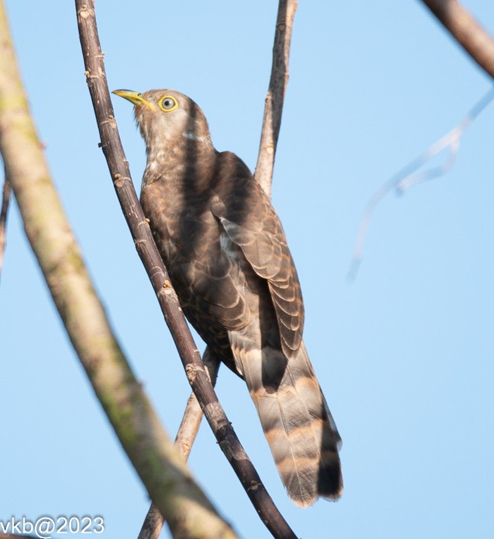 Common Hawk-Cuckoo - ML609017274
