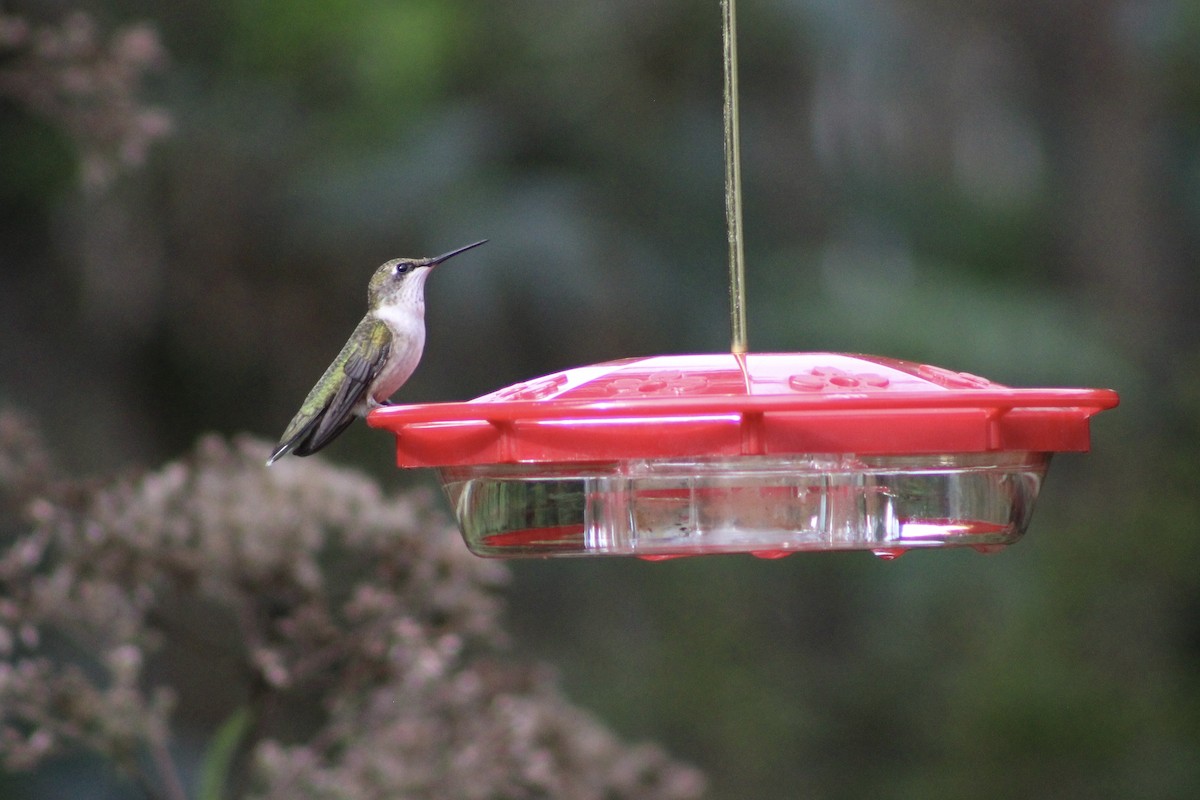 Ruby-throated Hummingbird - ML609017768