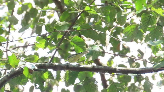 Black-throated Green Warbler - ML609017820