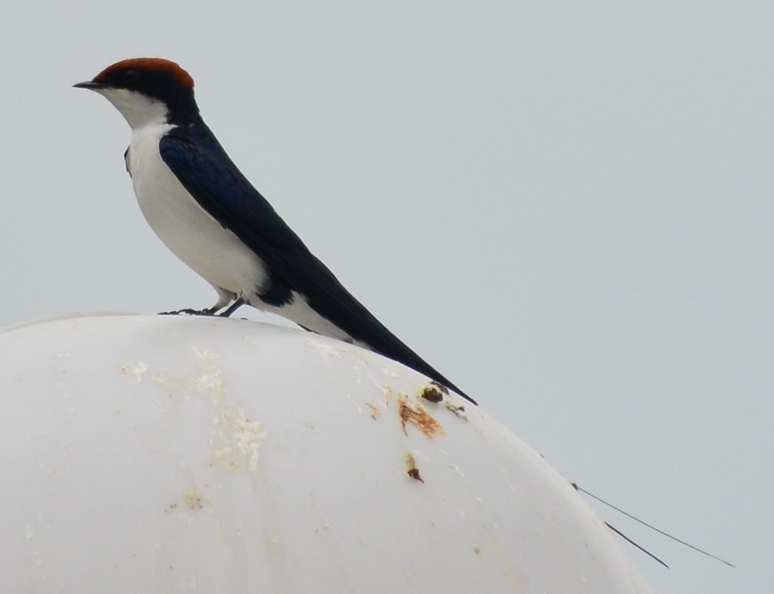 Wire-tailed Swallow - ML609017835