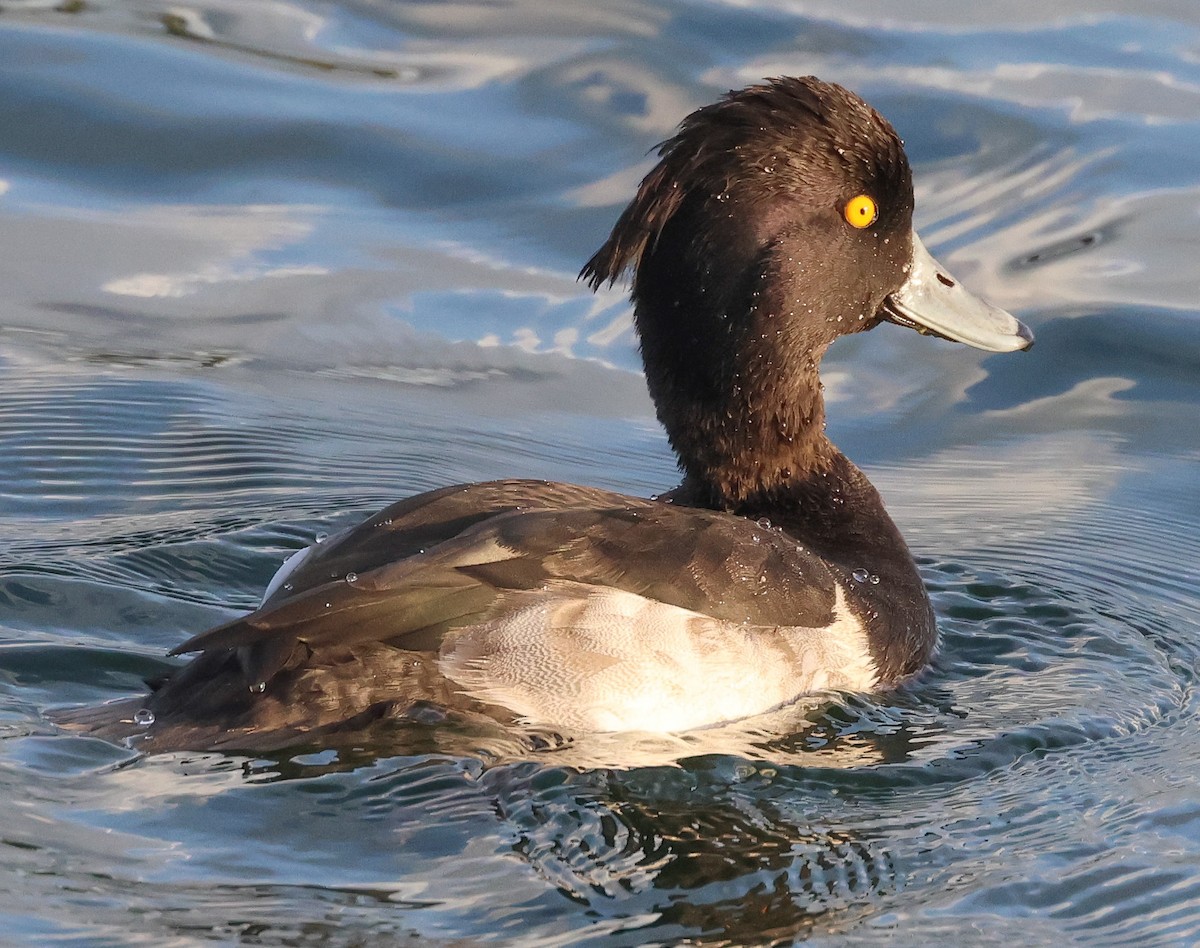 Tufted Duck - ML609018570