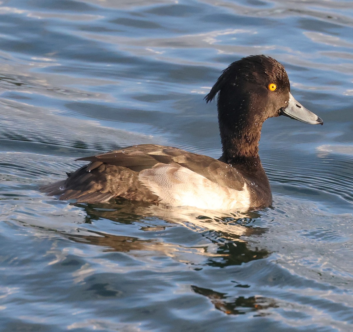 Tufted Duck - ML609018571