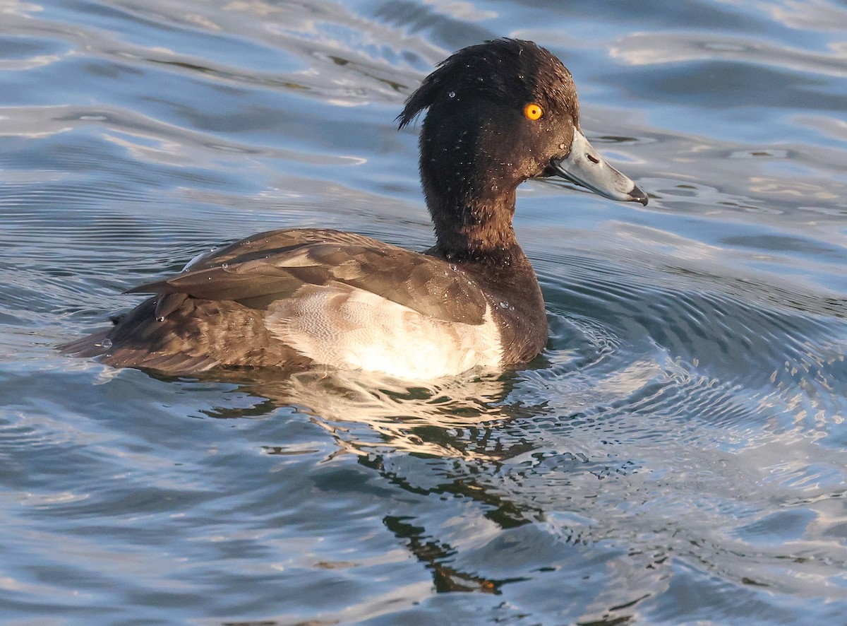 Tufted Duck - ML609018572