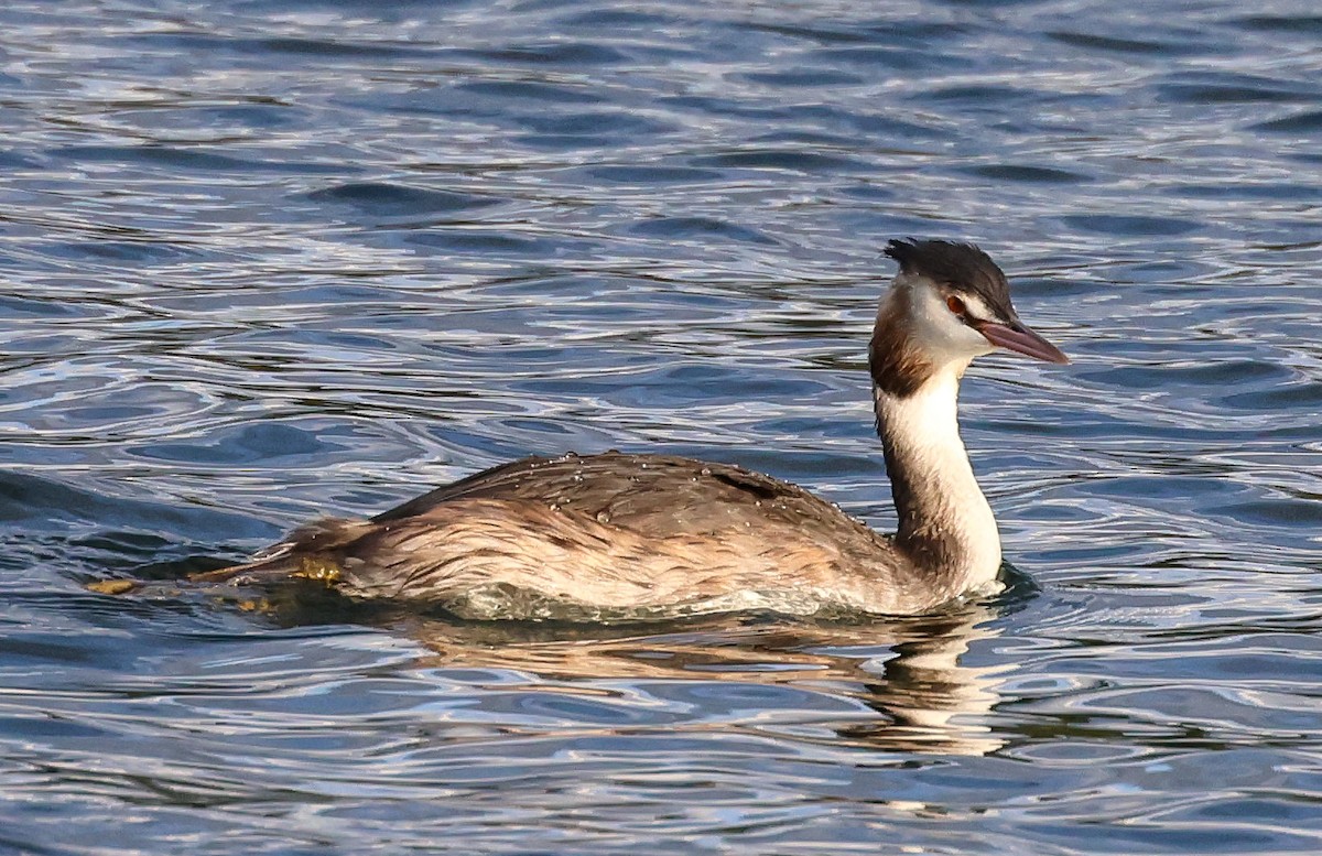 Great Crested Grebe - ML609018578