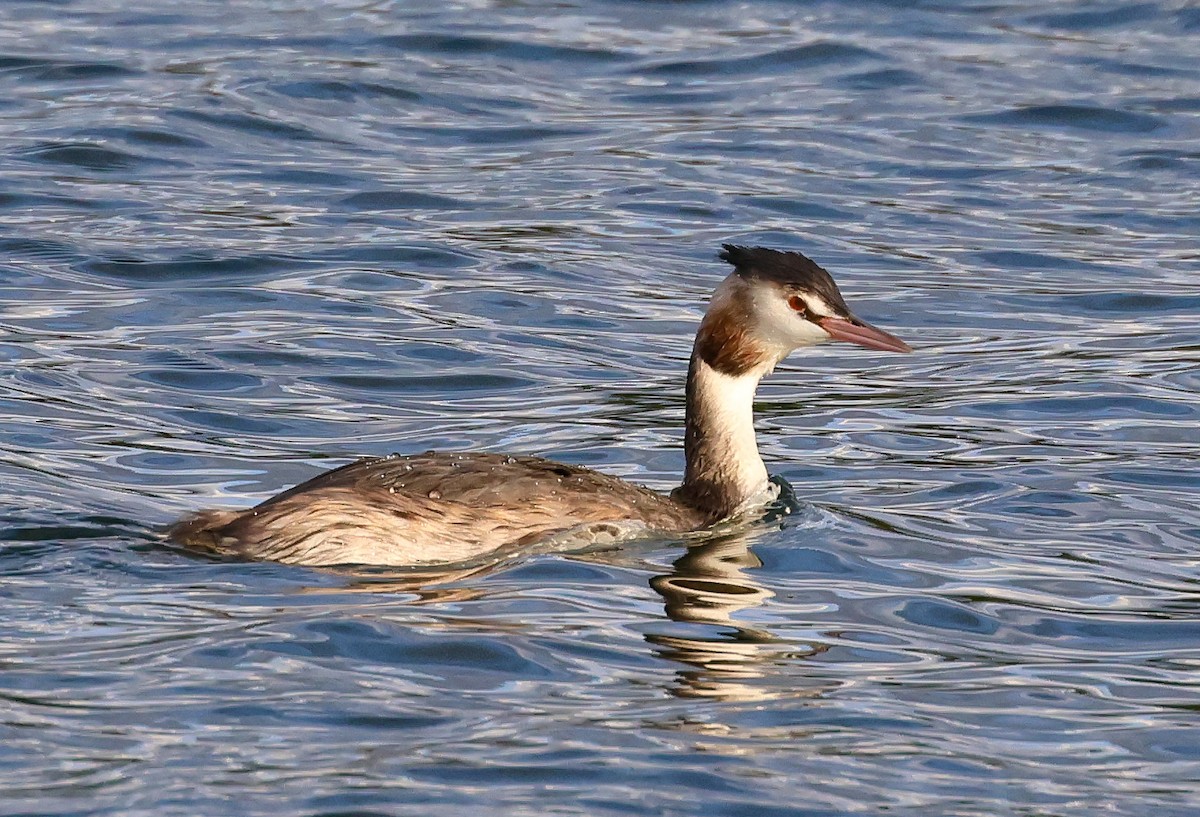 Great Crested Grebe - ML609018579