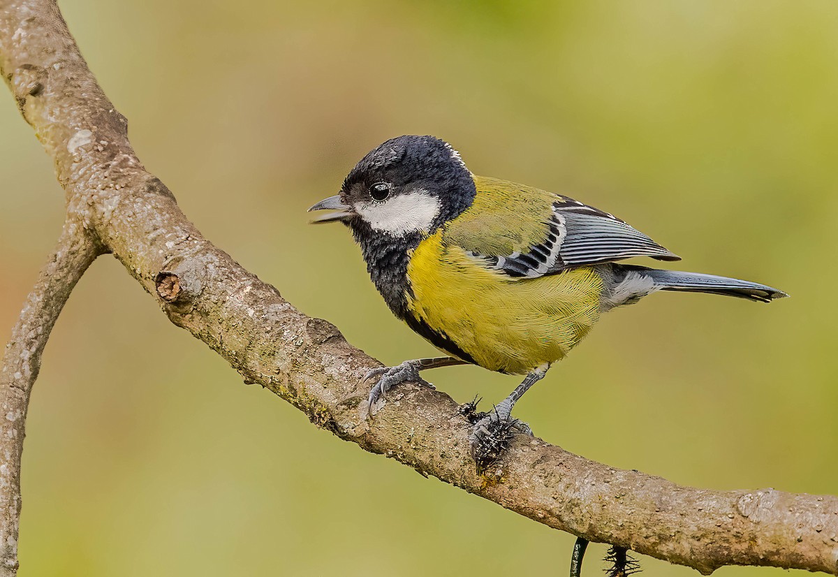 Green-backed Tit - ML609018791