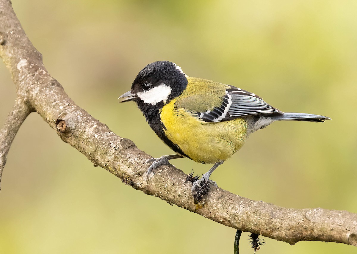 Green-backed Tit - ML609018795
