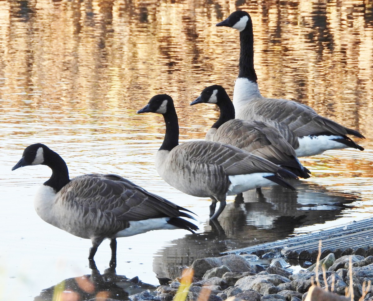 eBird Checklist 19 Sep 2023 Rochester WTP (CLOSED ON WEEKENDS