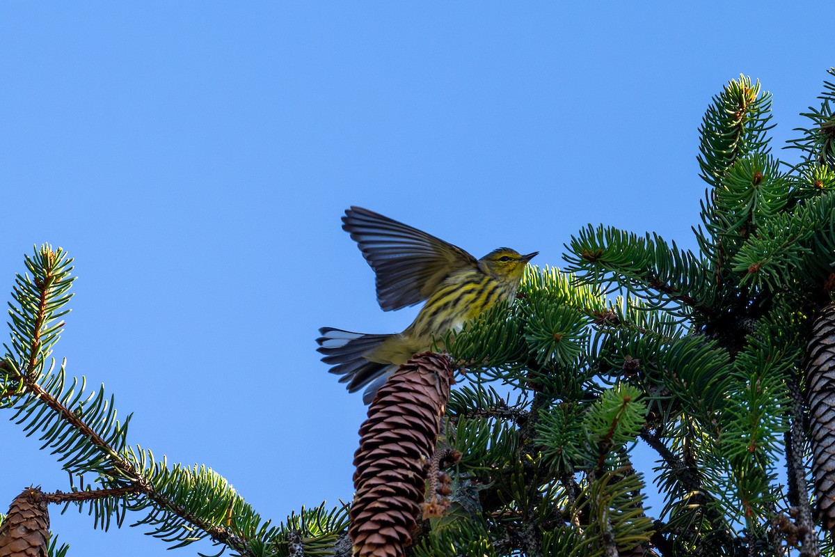 Cape May Warbler - ML609018909