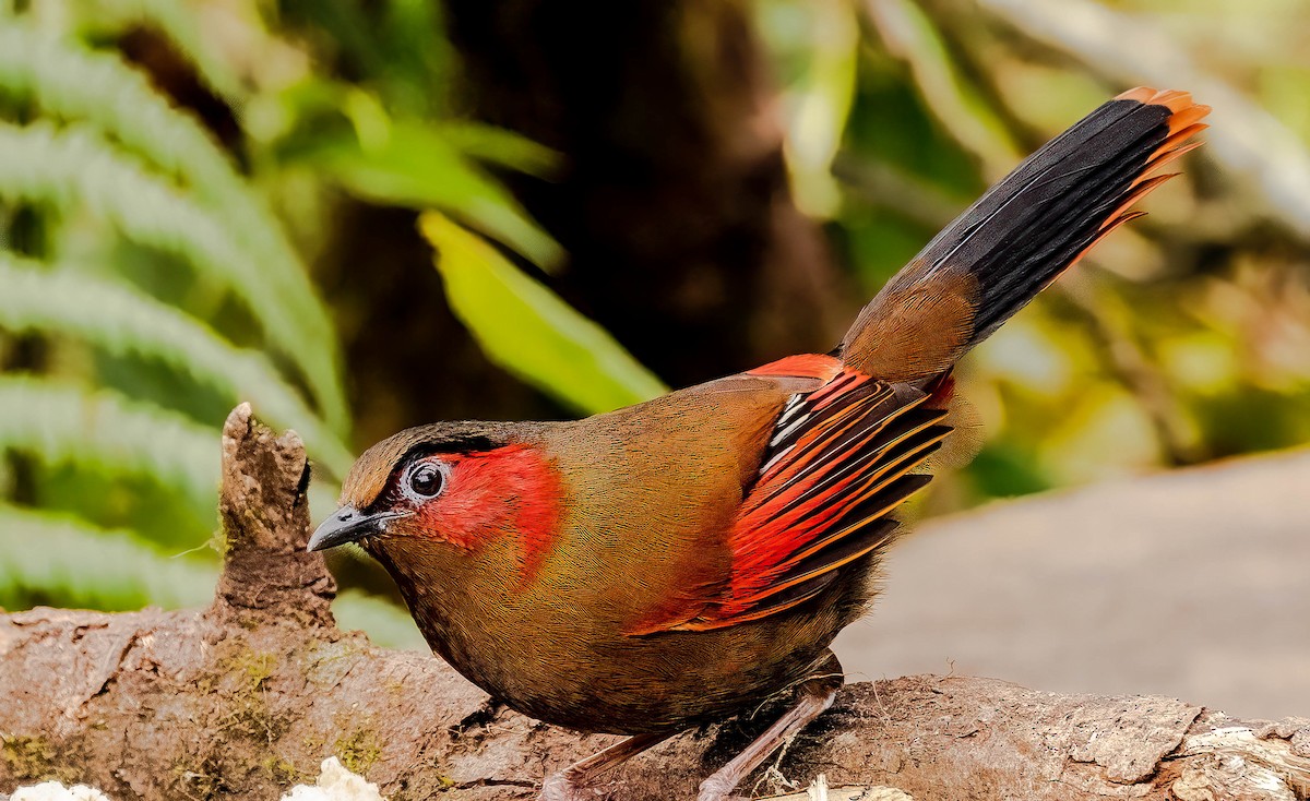 Red-faced Liocichla - ML609018933