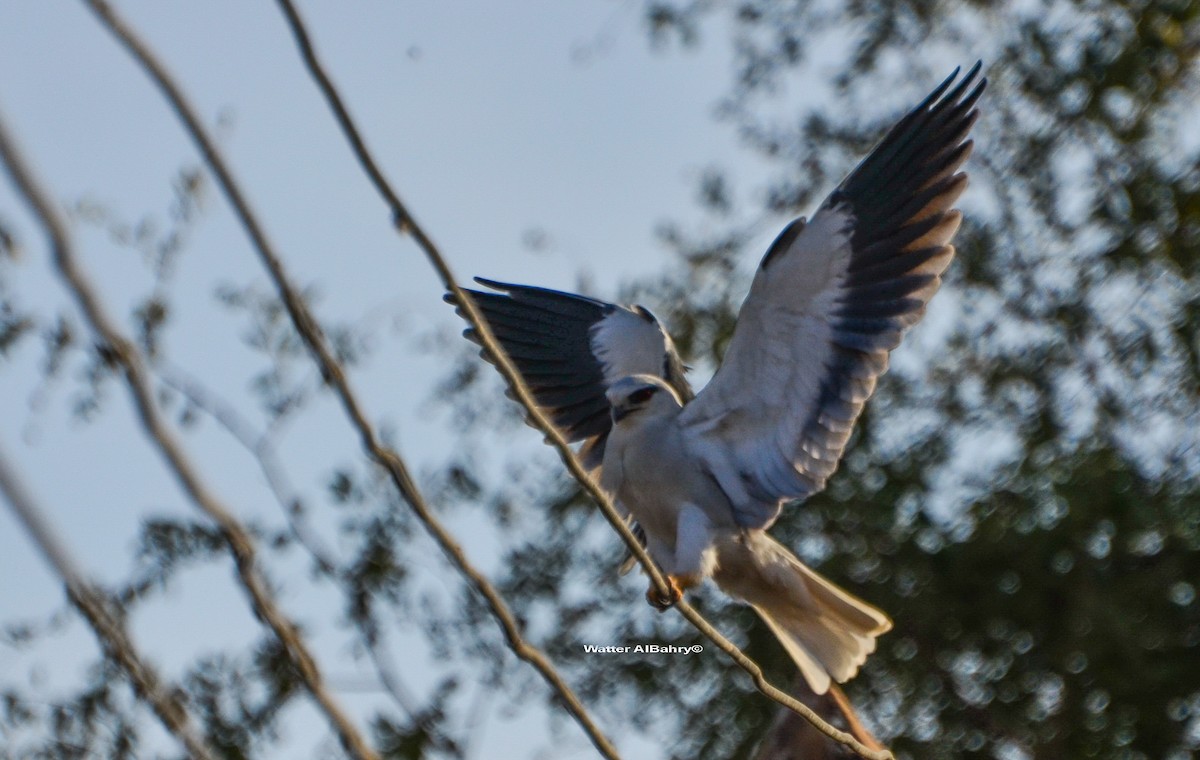 Black-winged Kite (Asian) - ML609019288
