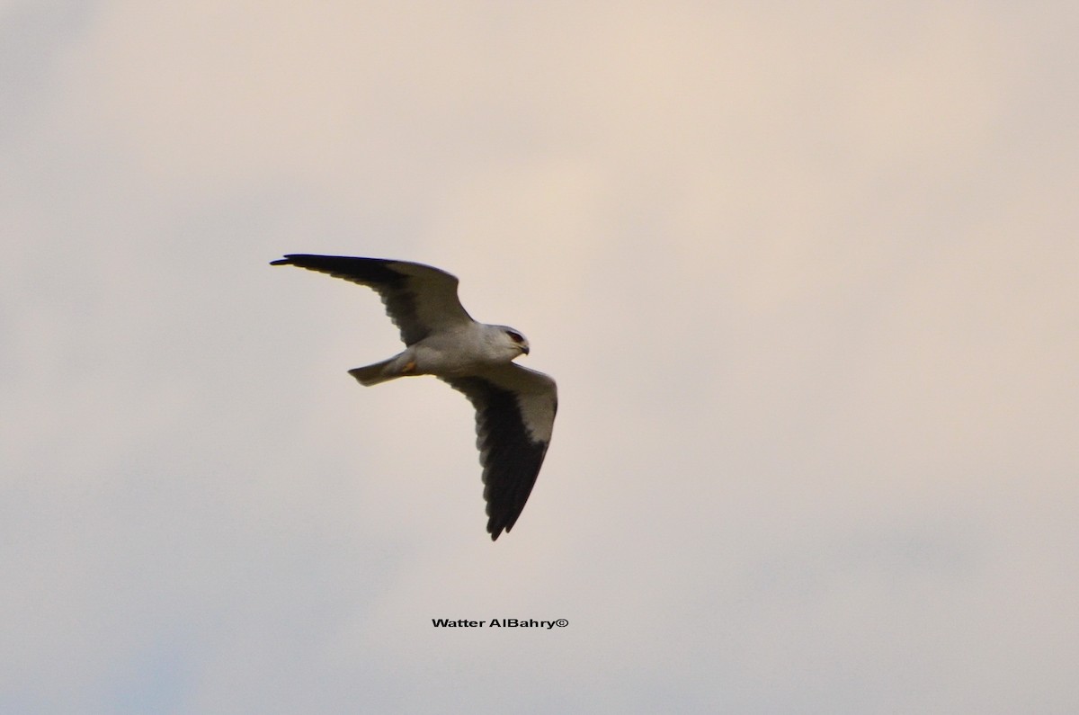 Black-winged Kite (Asian) - ML609019293