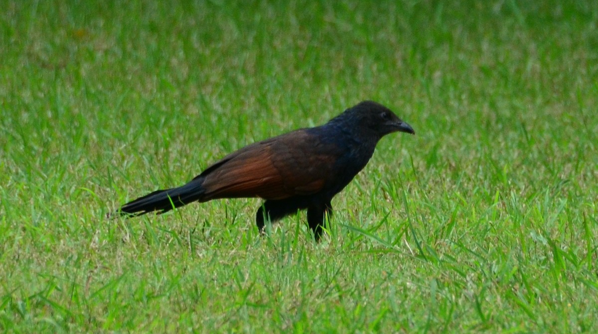 Greater Coucal - ML609019645