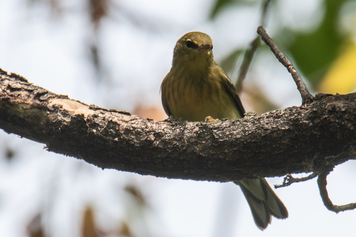svarthetteparula - ML609019730