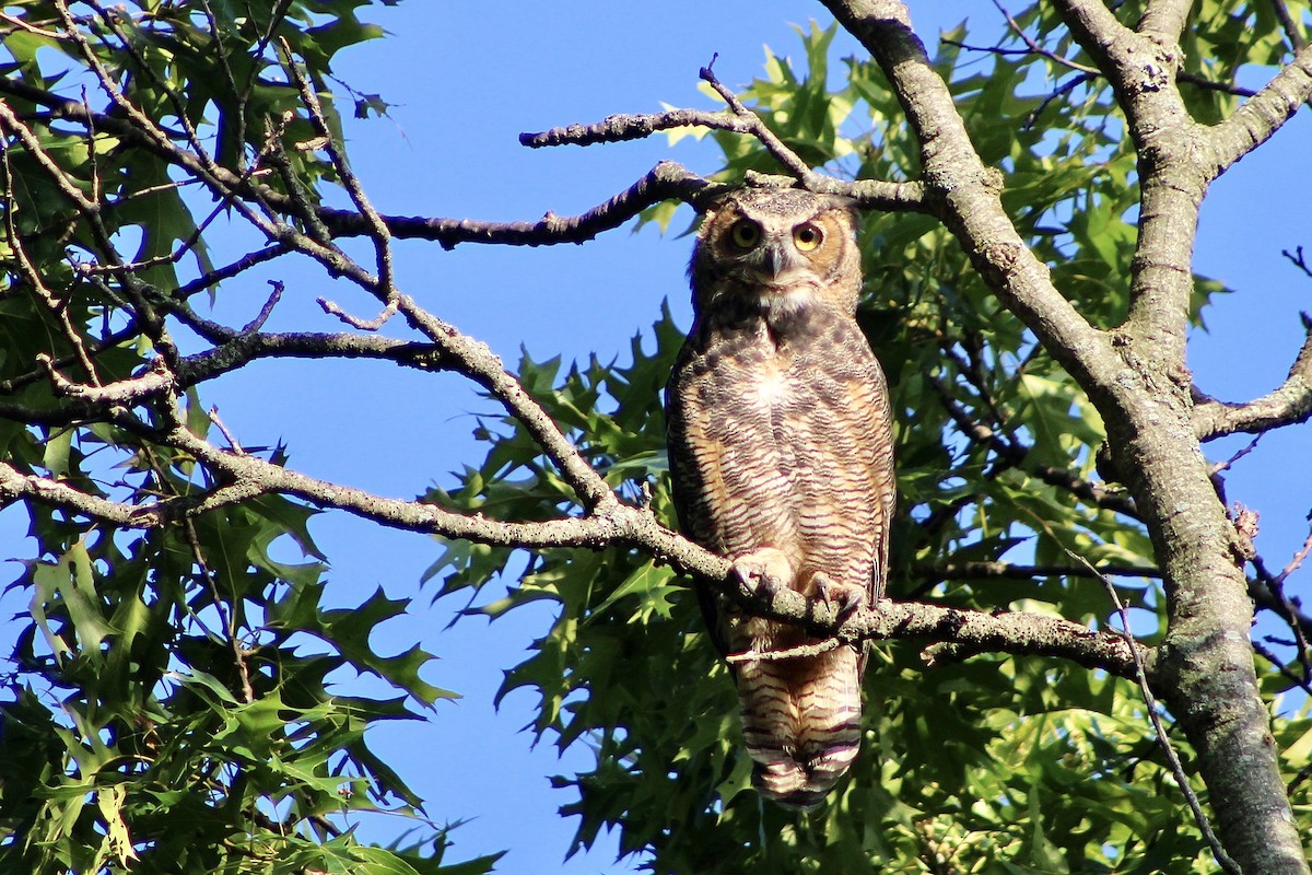Great Horned Owl - ML609020041