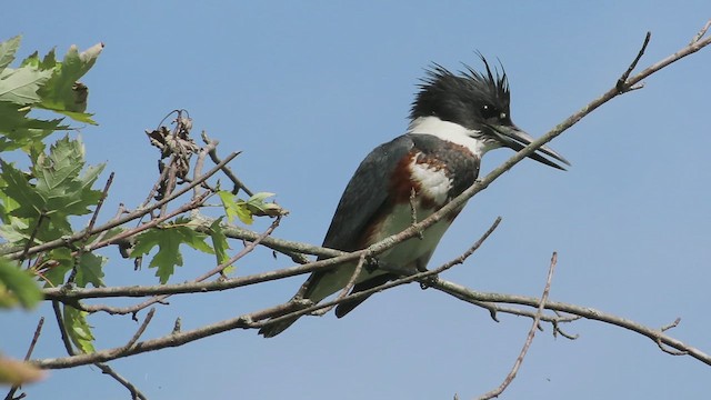 Belted Kingfisher - ML609020271