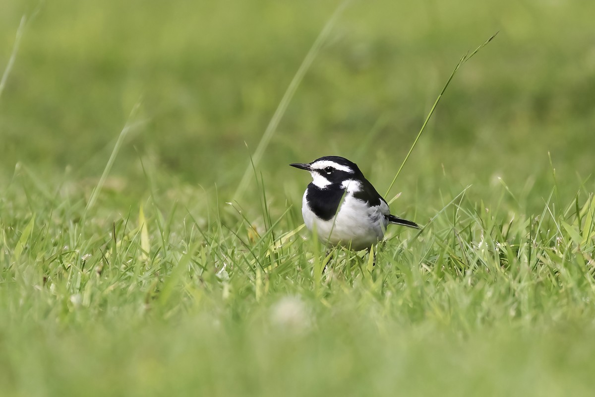 African Pied Wagtail - ML609020550