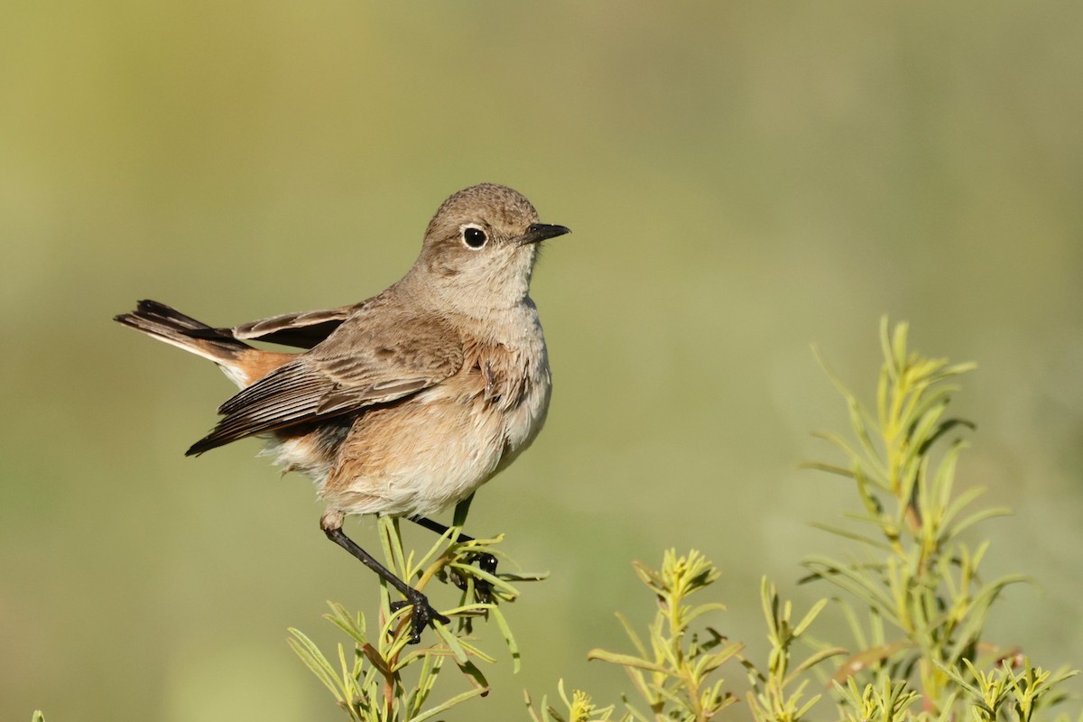 Sickle-winged Chat - ML609020552