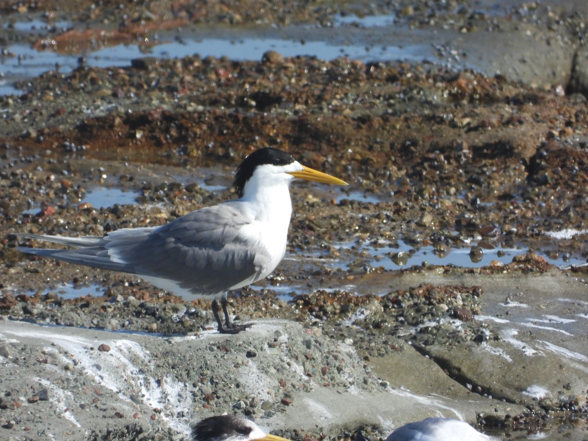 Great Crested Tern - ML609020565