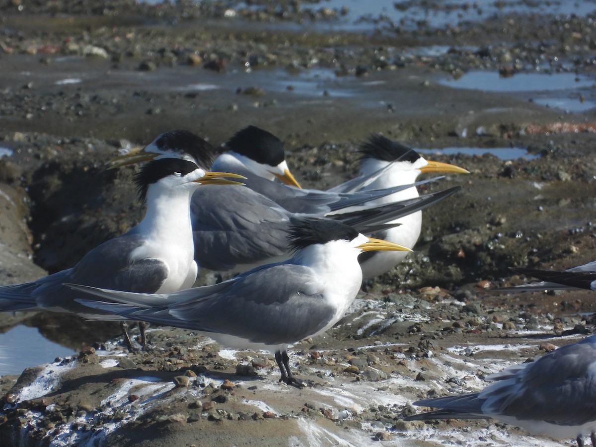 Great Crested Tern - ML609020568